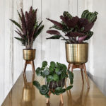 Midcentury-style brass planters at Audenza