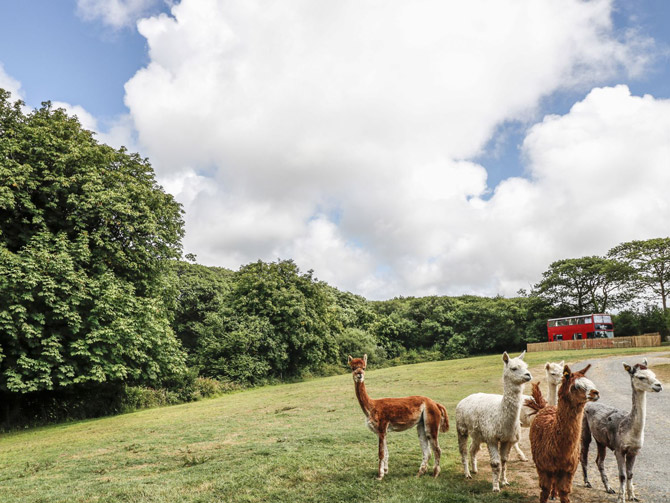 Holiday in a retro Routemaster bus in Devon