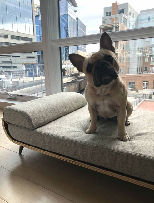 Mid century discount pet bed