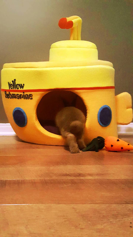 Yellow Submarine cat house by Made For Pets